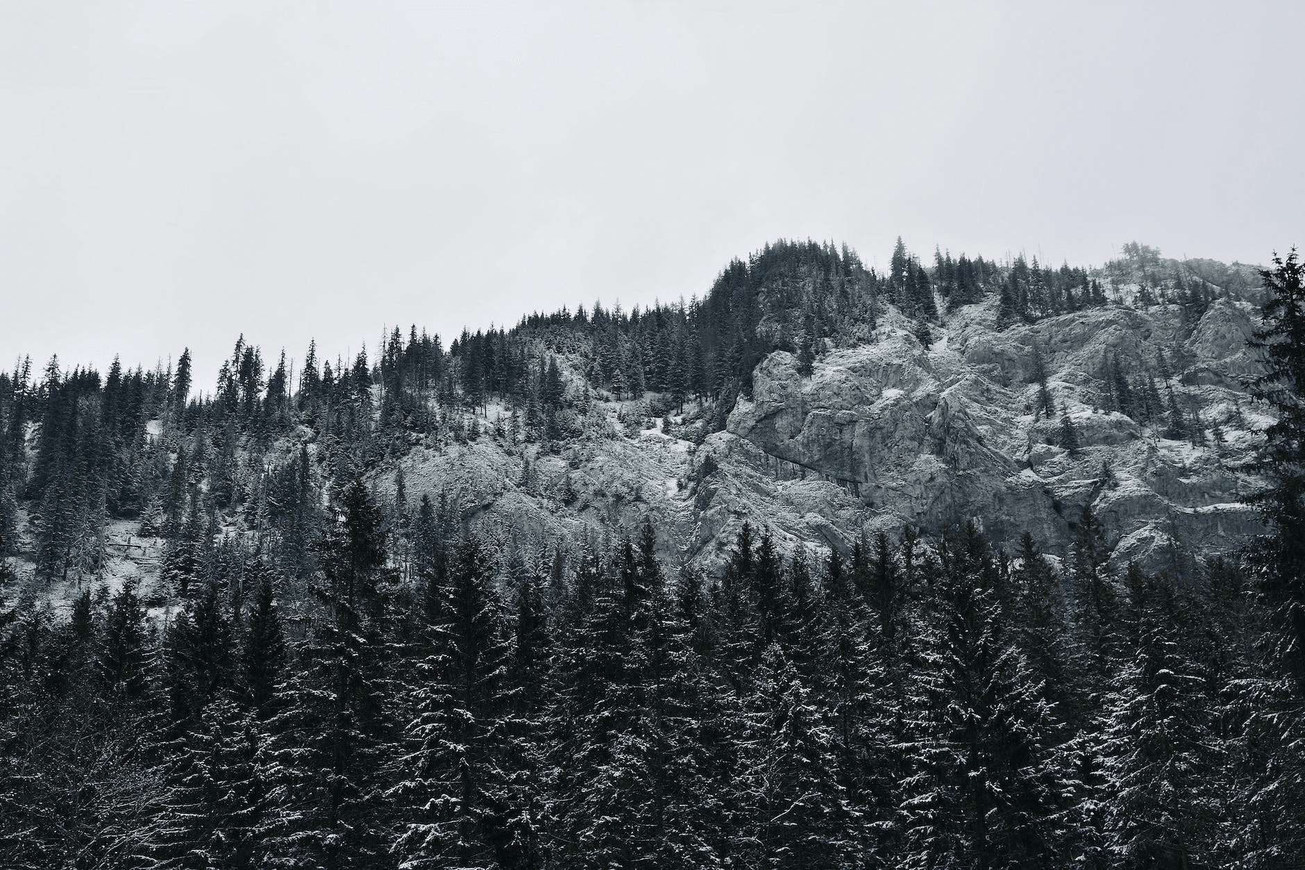 Mountain Forest